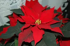 DSC_0095.webp