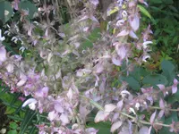 033.webp