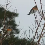 P1100155_600_600.webp