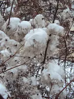 DSC00452.webp
