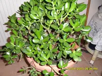 SDC10545.webp