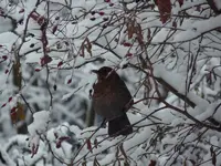 Kopie von P1000980.webp