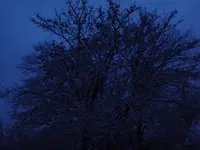 P1000996.webp