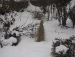 schnee 2010 Garten 002.JPG