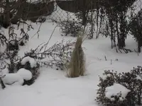 schnee 2010 Garten 002.webp