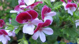 geranie (2).webp