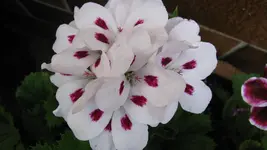 geranie (4).webp
