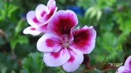 geranie (9).webp