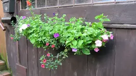 hängepetunien (2).webp