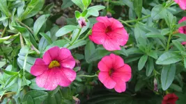 hängepetunien (3).webp
