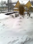 Garten 2010 010.jpg