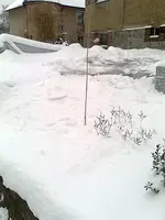 Garten 2010 012.webp