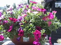 DSC00014.webp