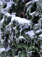 Bild 048.webp