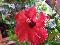 hibiskus.webp