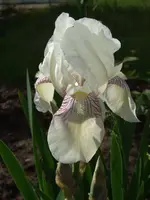 iris.webp