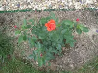 rose ALEXANDER angeblich dunkelrot.webp