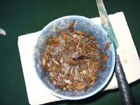 schneckenpest.webp