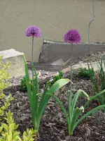 zierlauch.webp