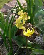 P1030910 gelbe Lilie.webp
