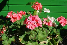 DSC_0024.webp