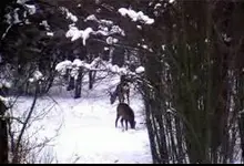 PDVD_001.webp