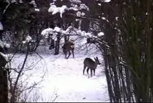 PDVD_002.webp