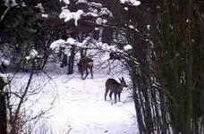 PDVD_005.webp