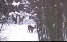 PDVD_006.webp