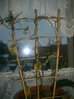 Suntaville 002.webp