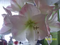 100_2265.webp