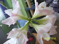 100_2267.webp