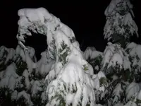 baum voll schnee.webp