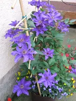 Clematis im Kübel.webp
