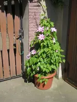 Clematis.webp