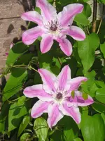 Clematis1.webp