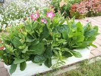 Garten 20.6.09 016.webp