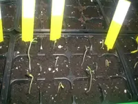 Tomatensamen 001.webp