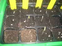 Tomatensamen 002.webp