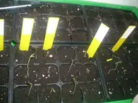 Tomatensamen 004.webp