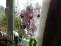 DSC02211.JPG