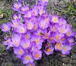 Krokus1.jpg