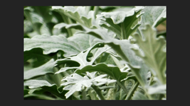 Silberblatt.webp