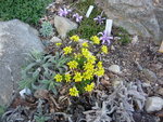 Draba paysonii & Bulbocodium vernum_28.03.2021.JPG