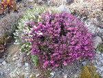 Erica carnea alba & E. carnea_Lohses Rubunfeuer_28.03.2021.JPG