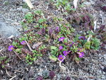 Primula juliae (Kaukasische Teppich-Schlüsselblume)_28,03.2021.JPG
