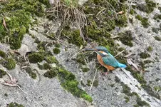 Eisvogel0614.webp