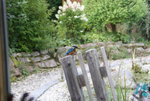 Eisvogel 0314.JPG