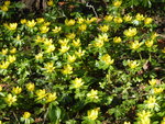P1080905Winterlinge.JPG