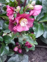 P1060185Schneerose Ice N'Roses benotta H.iburgensis.webp